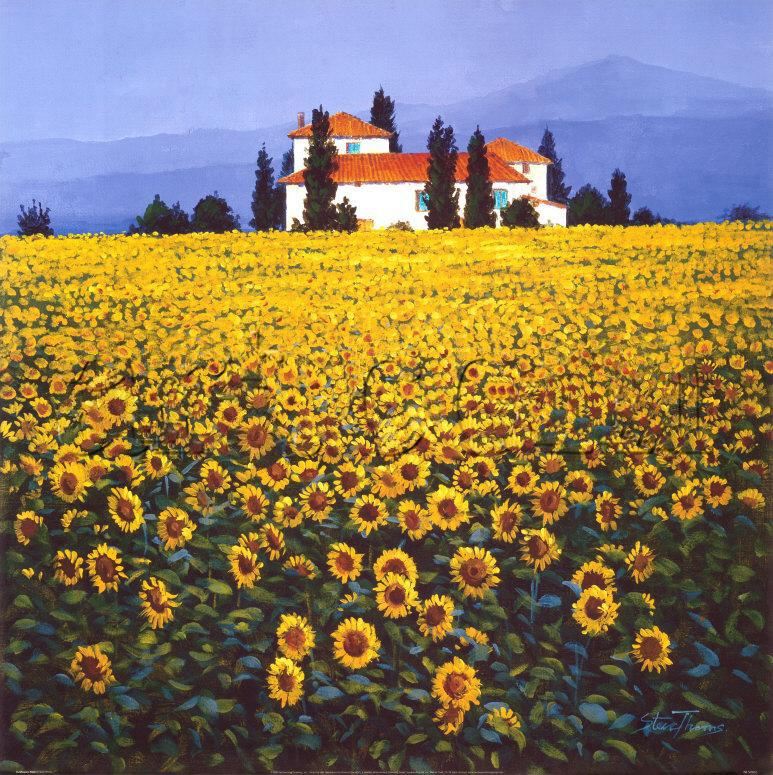 Steve Thoms Sunflowers Field